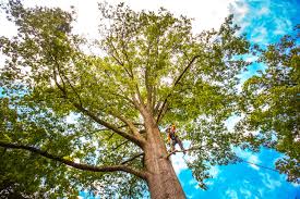 How Our Tree Care Process Works  in  Hurricane, UT