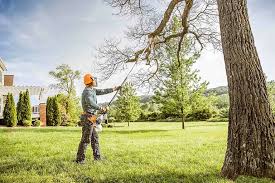 Best Root Management and Removal  in Hurricane, UT