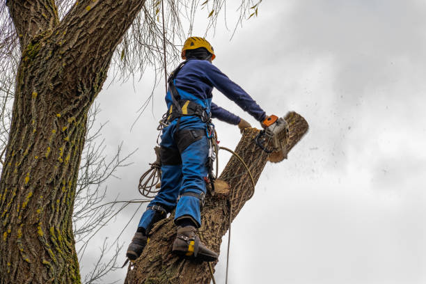 Best Commercial Tree Services  in Hurricane, UT