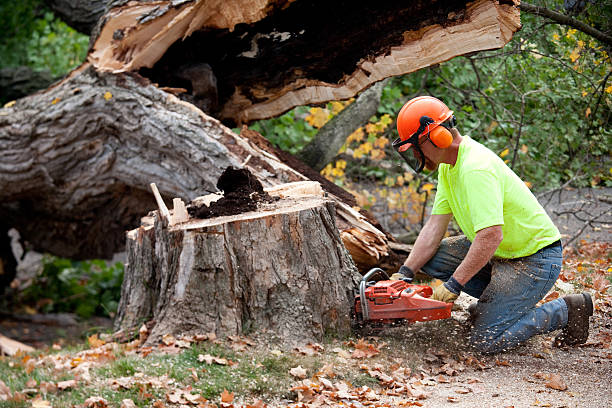 Best Lawn Watering Services  in Hurricane, UT