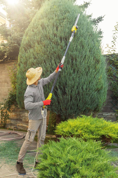 Hurricane, UT Tree Removal Company